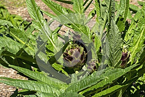 Globe artichoke (cynara cardunculus var. scolymus) plant with buds in sunshine