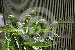 Globe Artichoke, Cynara scolymus