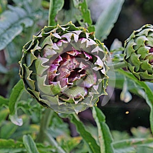 Globe Artichoke Cynara scolymus flower