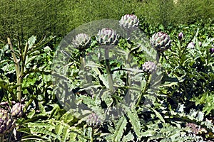 Globe artichoke florets in a vegetable garden