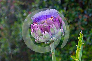 Globe Artichoke flower Cynara Scolymus Horizontal