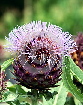 Globe artichoke during flowering