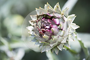 Globe artichoke head in landscape orientation photo