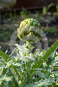 Globe artichoke plant (cynara cardunculus var. scolymus) in garden