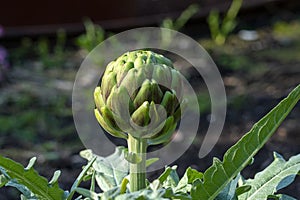 Globe artichoke plant (cynara cardunculus var. scolymus) in garden