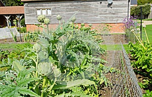 Globe Artichokes growing in vegetable garden