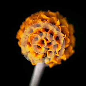 Globe budleja flower photo