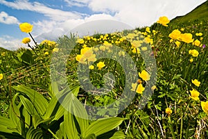 Globe-flower, Trollius europaeus