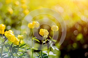 Globe-flower or Trollius europaeus in the field with sunshine . A round yellow and bright flowers in the morning sun beams.