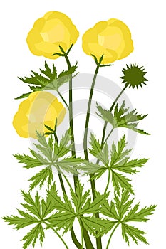 Globe-flower (Trollius europaeus) - illustration photo