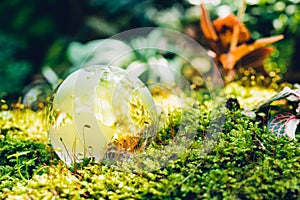 Globe glass in grass forest on nature background