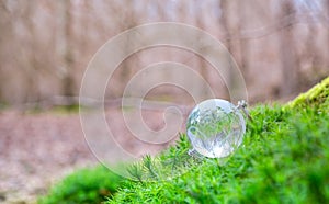 Globe Glass In Green Forest