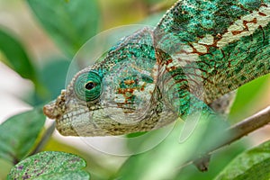 Globe-horned chameleon or flat-casqued chameleon, Calumma globifer, Male, Reserve Peyrieras Madagascar Exotic