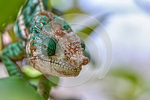 Globe-horned chameleon or flat-casqued chameleon, Calumma globifer, Male, Reserve Peyrieras Madagascar Exotic wildlife