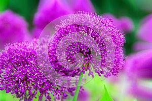 Globe-like flower-heads vibrant purple flower Onion Allium, garden, nature, spring. .