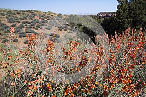 Globe Mallow, Malvaceae
