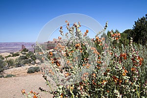Globe Mallow, Malvaceae