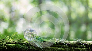 Globe planet glass In green forest with bokeh nature lights. world environment day. concept for environment conservation, protect