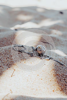 a globe-shaped jewel on the beach sand paracuru brazil ceara