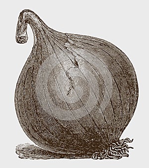 Globe-shaped onion with a brittle top, lying slightly tilted to the side