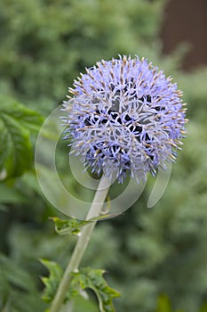 Globe Thistle