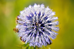 Globe thistle with bees