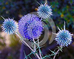 Globe thistle close -up view