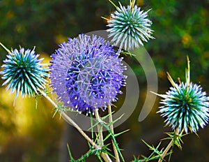 Globe thistle close -up view