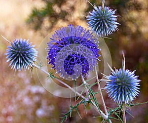 Globe thistle close -up view