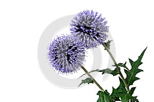 Globe thistle - Echinops banaticus, isolated photo