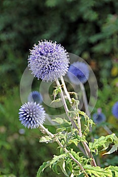 Globe thistle or echinops plant photo