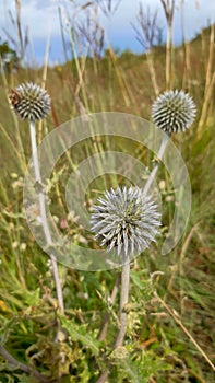 Globe thistle Echinops ritro member of the Aster family