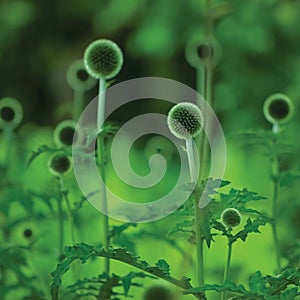 Globe Thistle Echinops Sphaerocephalus, fresh green thorny thistle photo