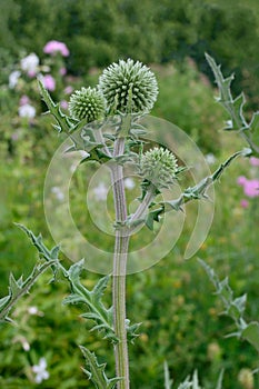 Globe thistle Echinops Sphaerocephalus, young fresh green plant vertical closeup, large detailed multiple spherical thorny flower