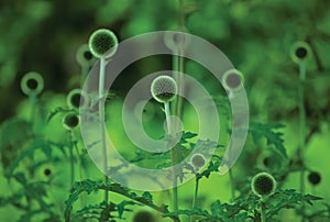 Globe Thistle Echinops Sphaerocephalus, young fresh green thorny thistles, large detailed horizontal plants closeup, multiple sphe