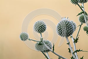 Globe Thistle flowers wild on beige yellow blur