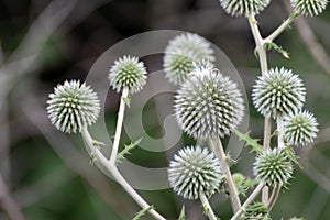 Globe Thistle flowers wild plant on green blur