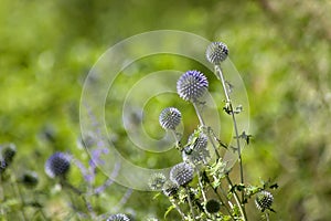 A globe thistle known as Taplow Blue