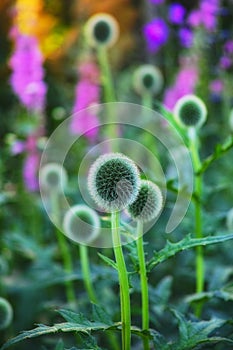 Globe thistle, plant and nature in spring meadow or closeup, fresh and natural wild vegetation. Ecology and pollen