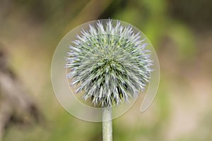 Globe Thistle Thornbush Flower Head.