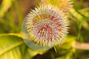 Globe Thistle Thornbush Flower Head.