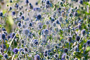 The Globe Thistle, Veitch's Blue (Echinops ritro) photo