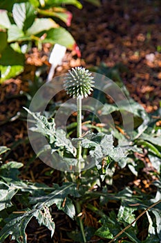 The Globe thistles (Echinops