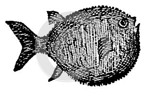 Globefish, vintage illustration photo