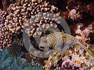 A globefish hiding in the coral