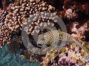 A globefish hiding in the coral photo