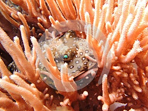 A globefish hiding in the coral photo