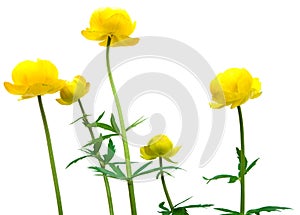 Globeflower