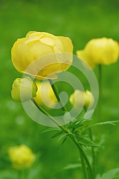 Globeflower
