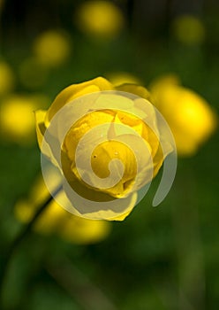 Globeflower